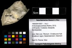 Foto (Objekt + Etiketten) von Ambulocapsa sentosa (Robins, 2013) 